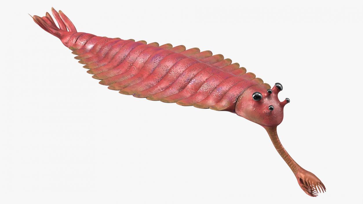 3D Pink Opabinia model