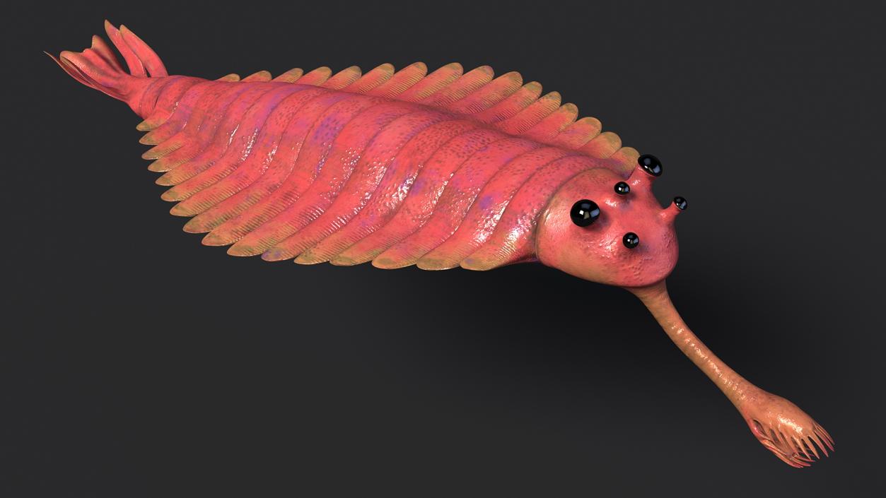 3D Pink Opabinia model