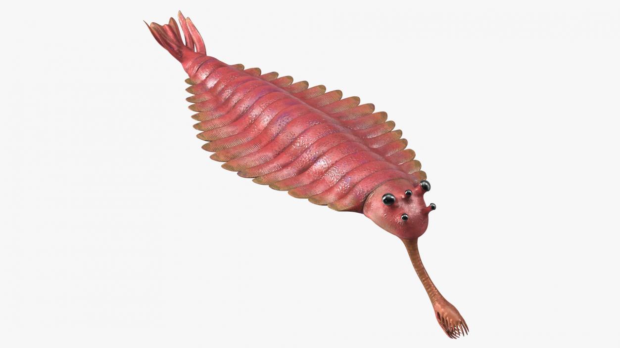 3D Pink Opabinia model