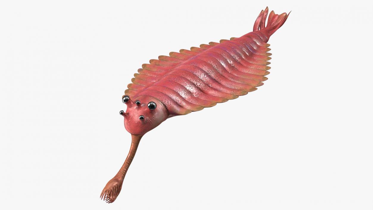 3D Pink Opabinia model