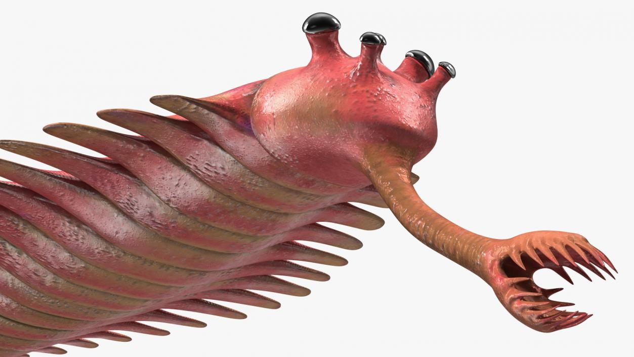 3D Pink Opabinia model