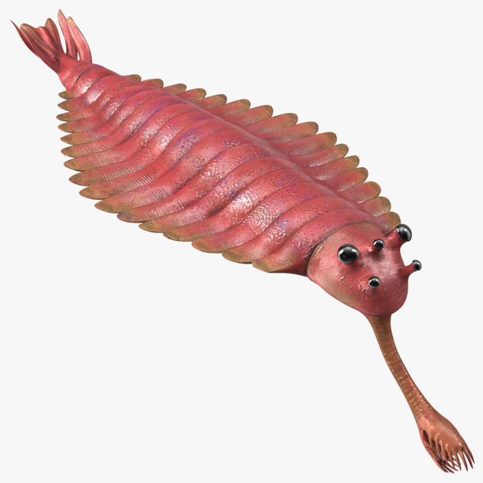 3D Pink Opabinia model