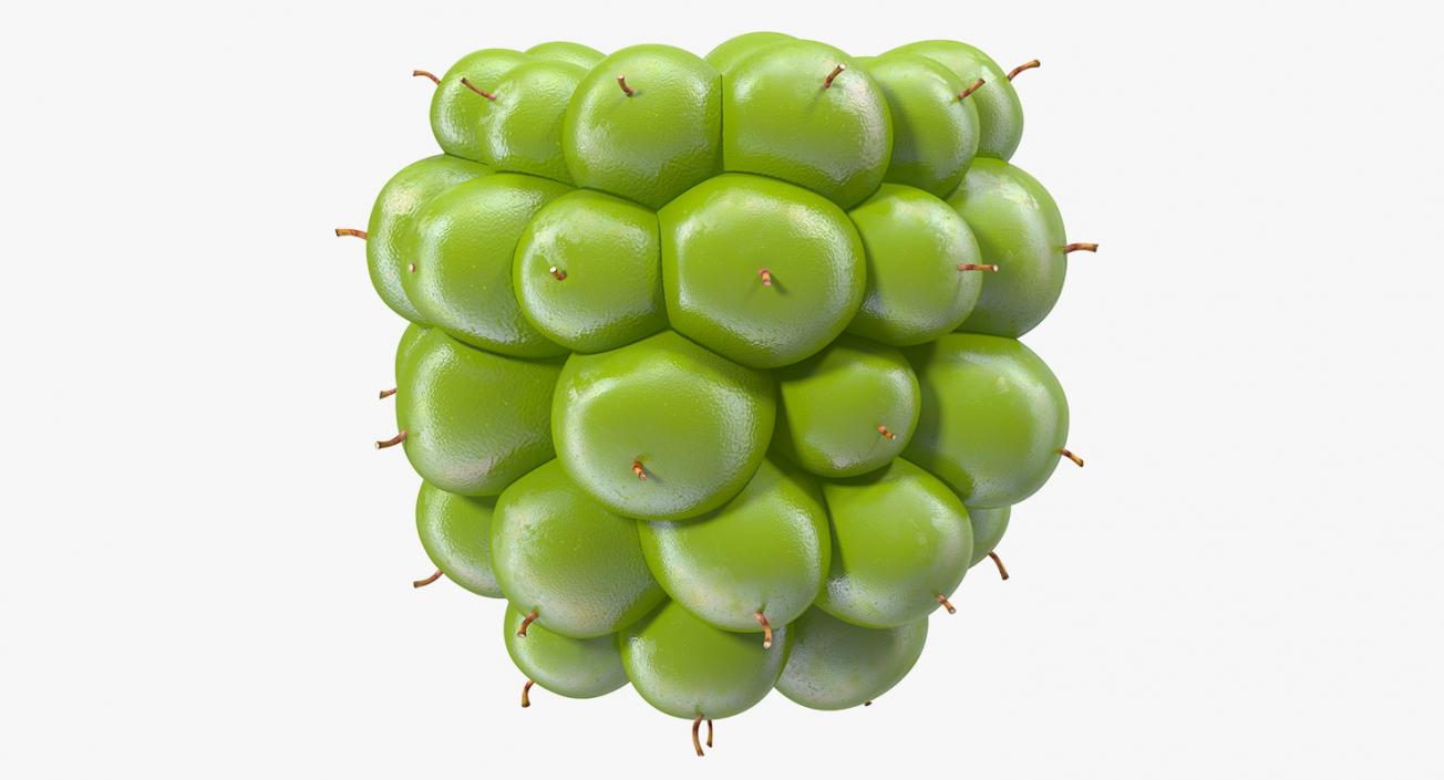 Unripe Green Blackberry Fruit 3D model