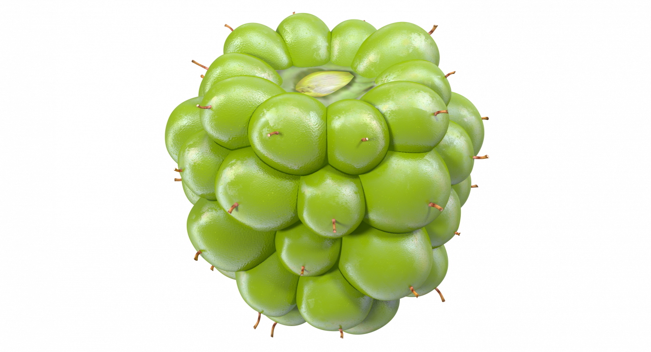 Unripe Green Blackberry Fruit 3D model