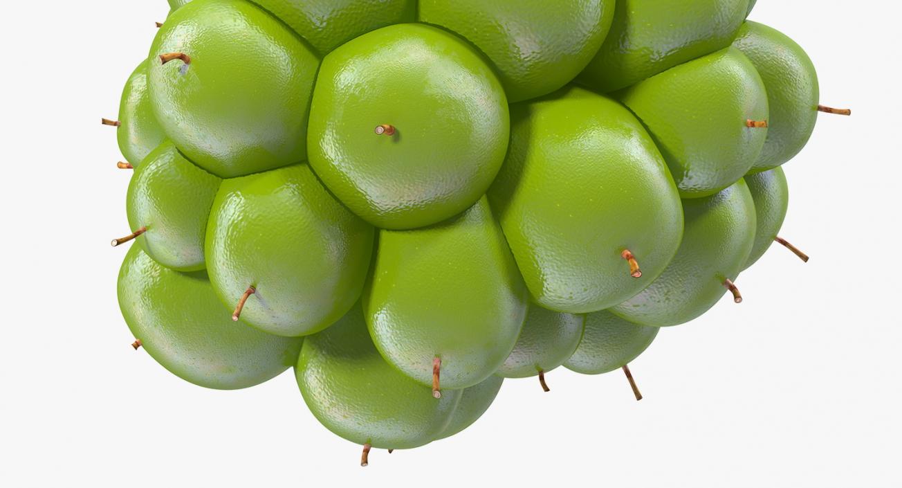 Unripe Green Blackberry Fruit 3D model