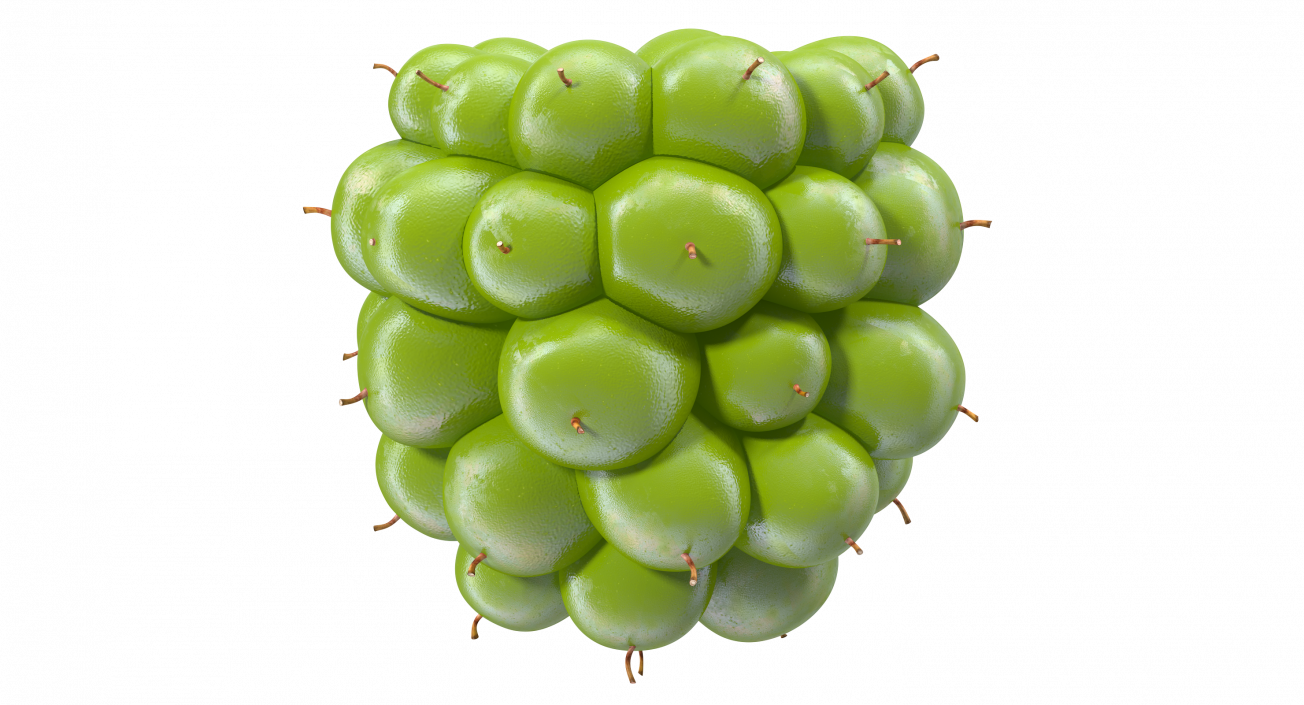 Unripe Green Blackberry Fruit 3D model