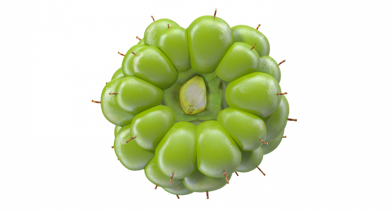 Unripe Green Blackberry Fruit 3D model