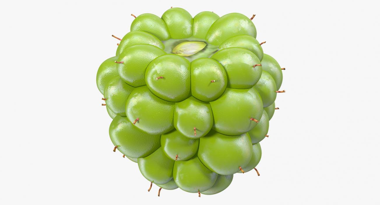 Unripe Green Blackberry Fruit 3D model