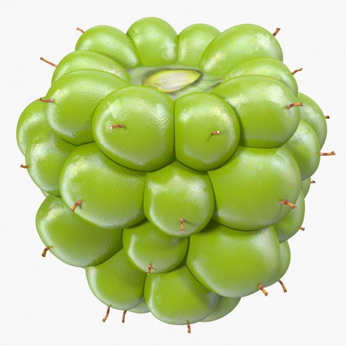 Unripe Green Blackberry Fruit 3D model