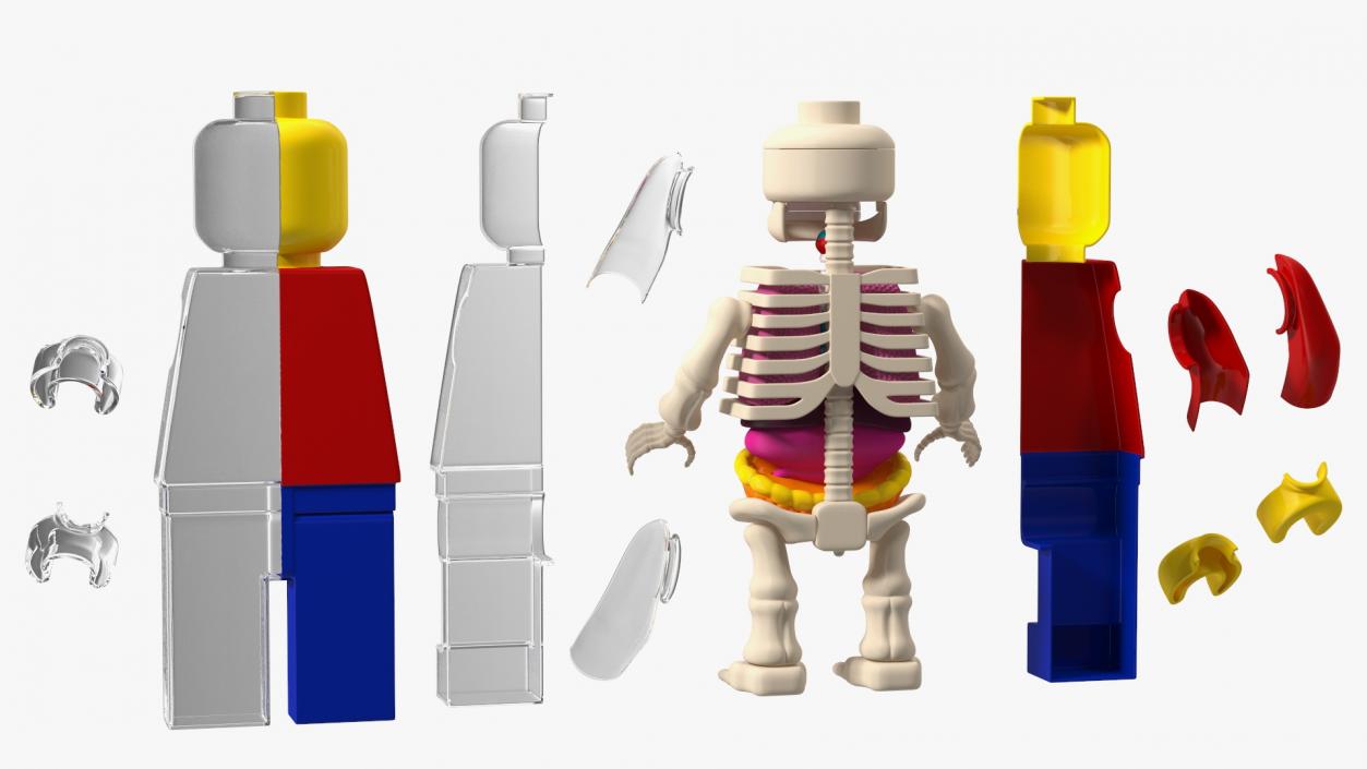 3D model Anatomical LEGO Man Glass Half