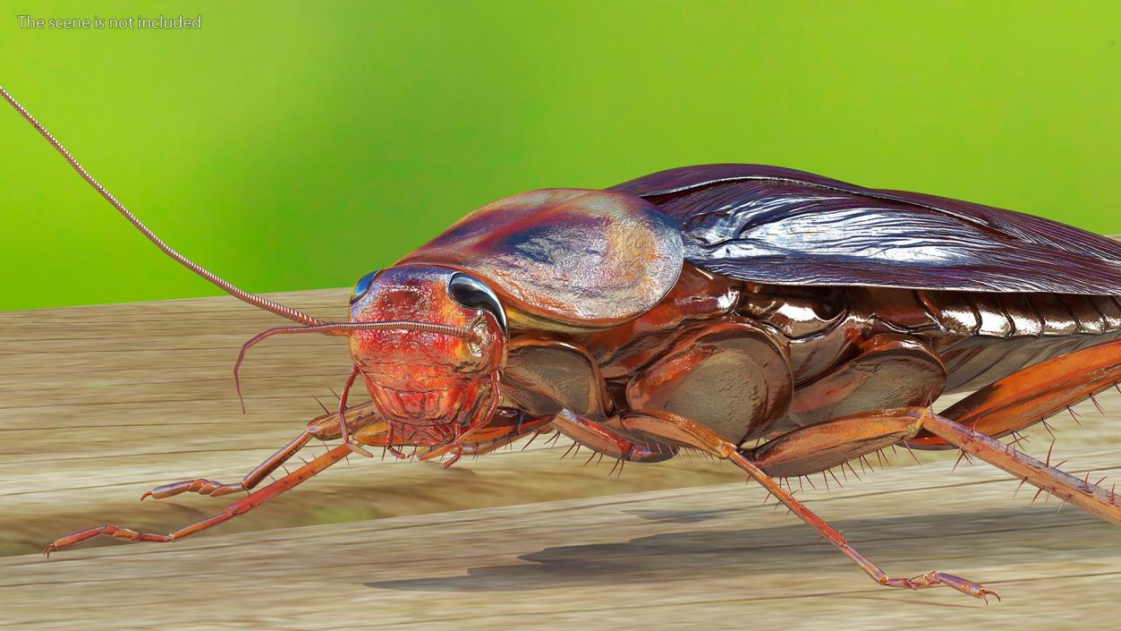 Red Flying Cockroach Rigged 3D