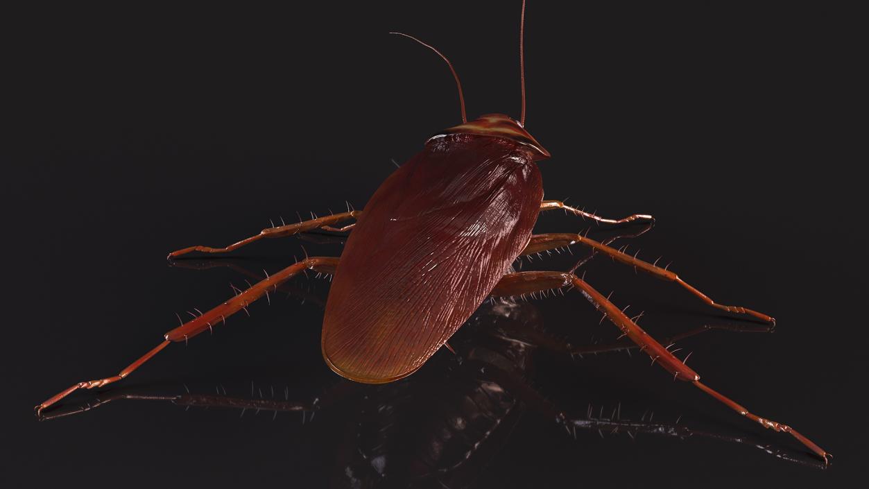 Red Flying Cockroach Rigged 3D