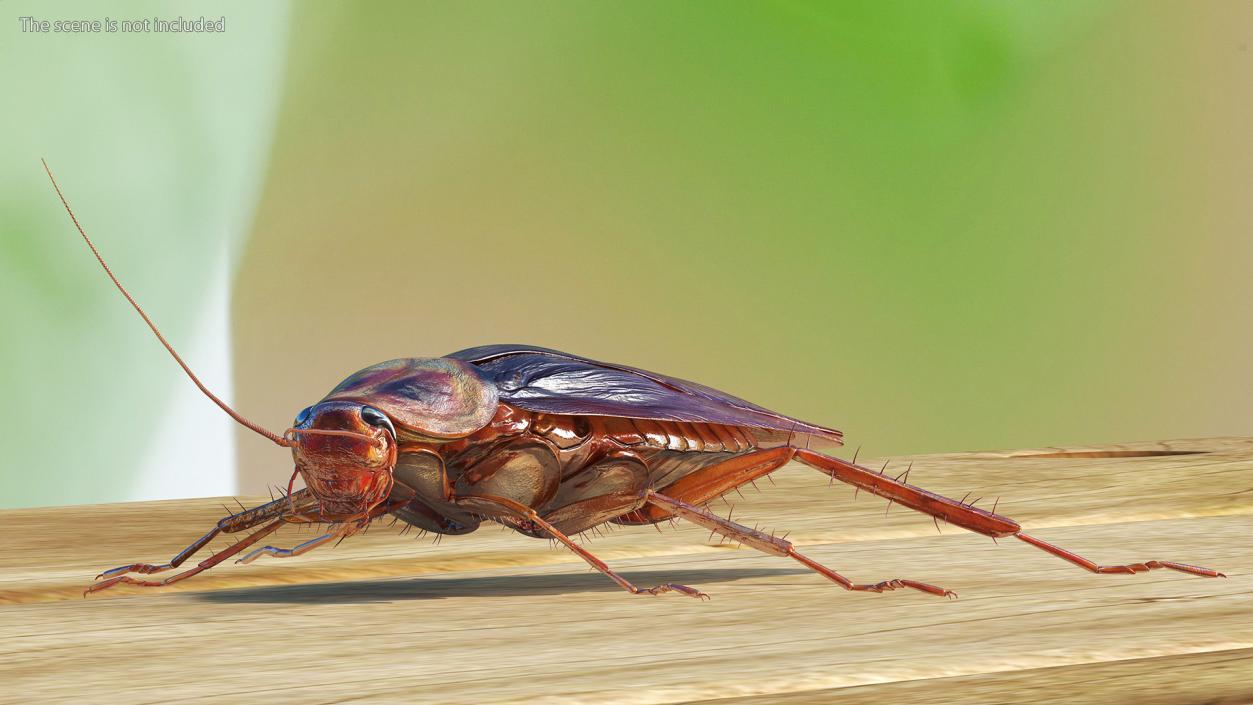 Red Flying Cockroach Rigged 3D