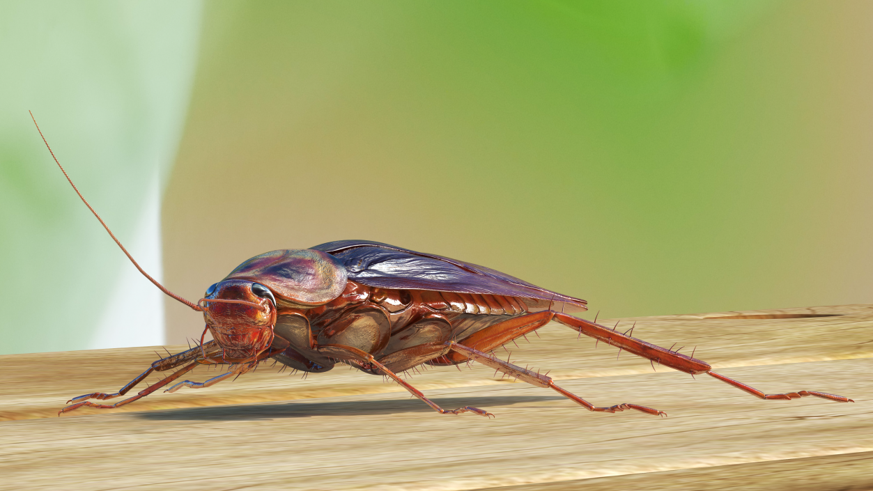 Red Flying Cockroach Rigged 3D