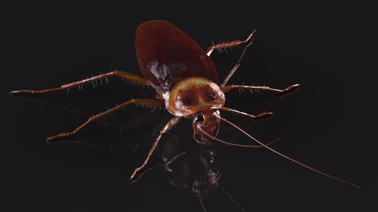 Red Flying Cockroach Rigged 3D