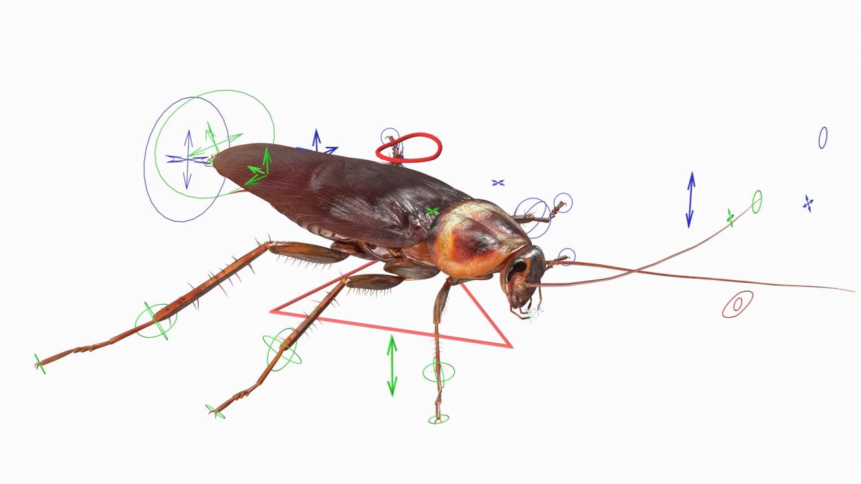 Red Flying Cockroach Rigged 3D