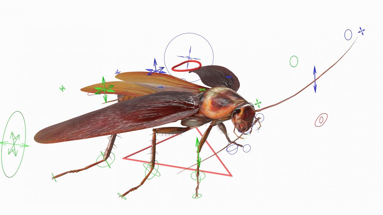 Red Flying Cockroach Rigged 3D