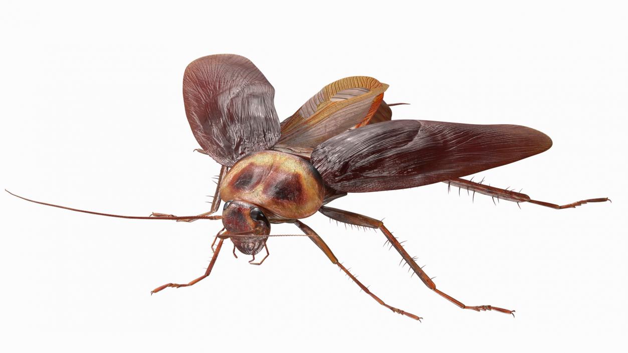 Red Flying Cockroach Rigged 3D