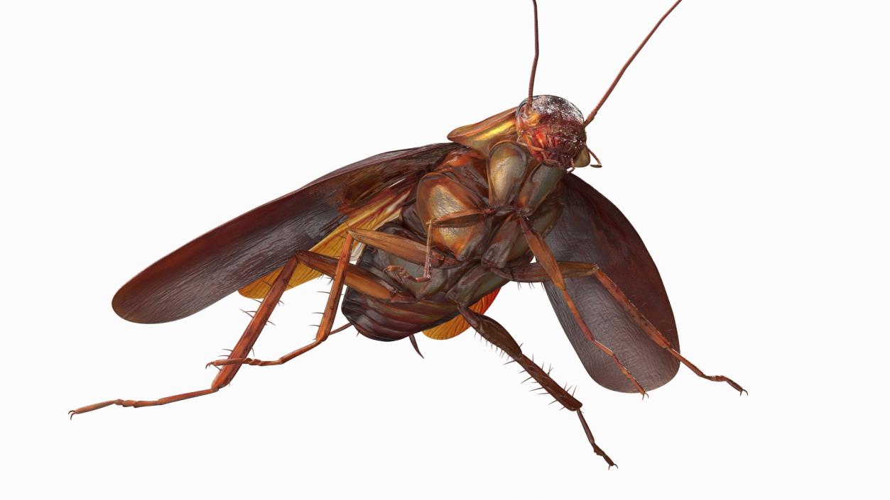 Red Flying Cockroach Rigged 3D