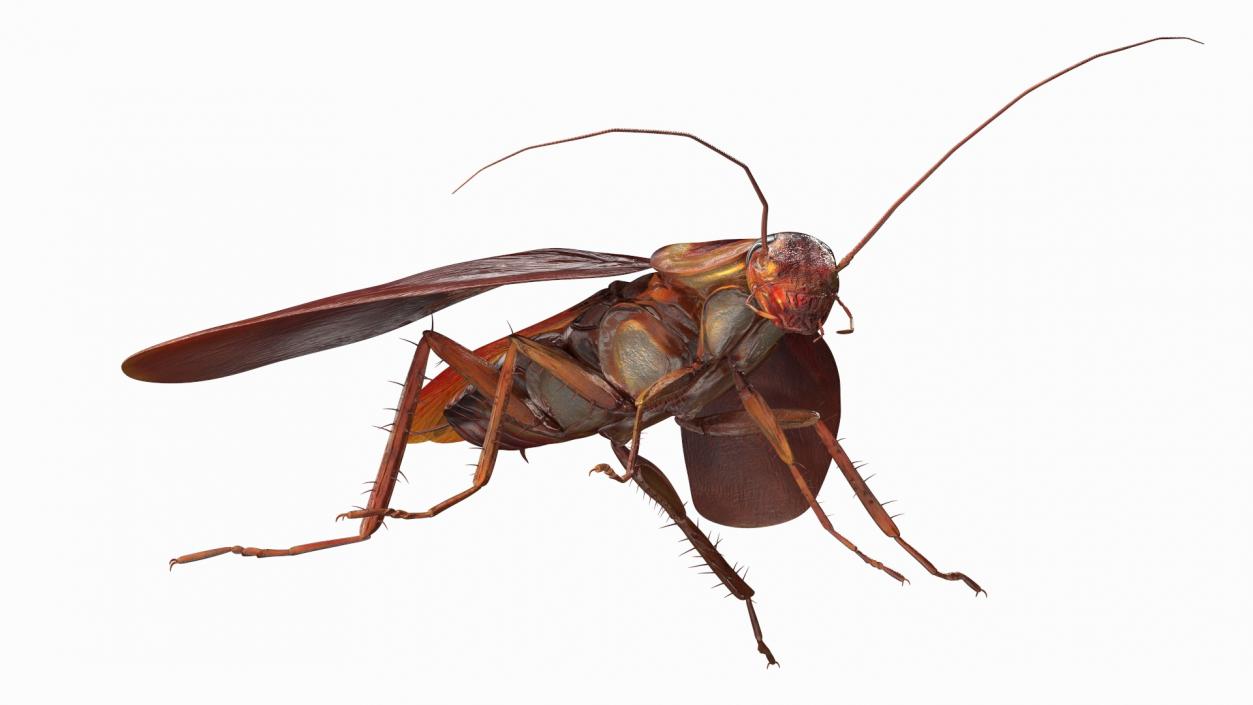 Red Flying Cockroach Rigged 3D