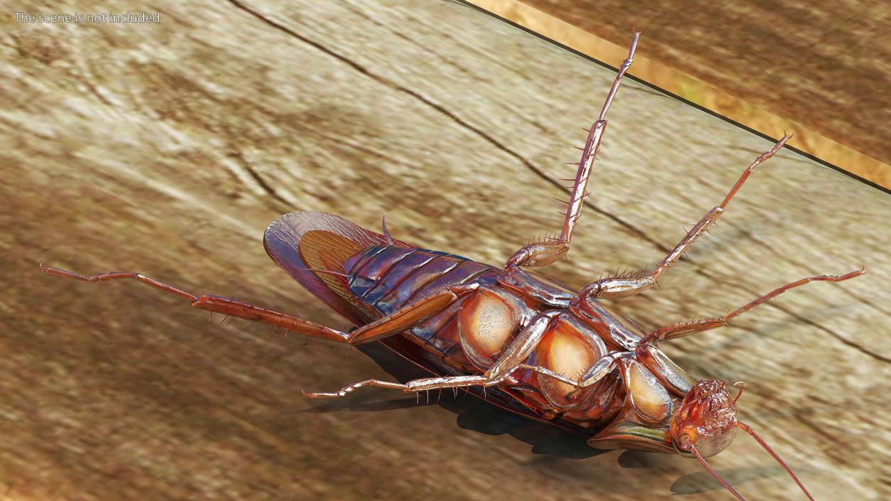 Red Flying Cockroach Rigged 3D