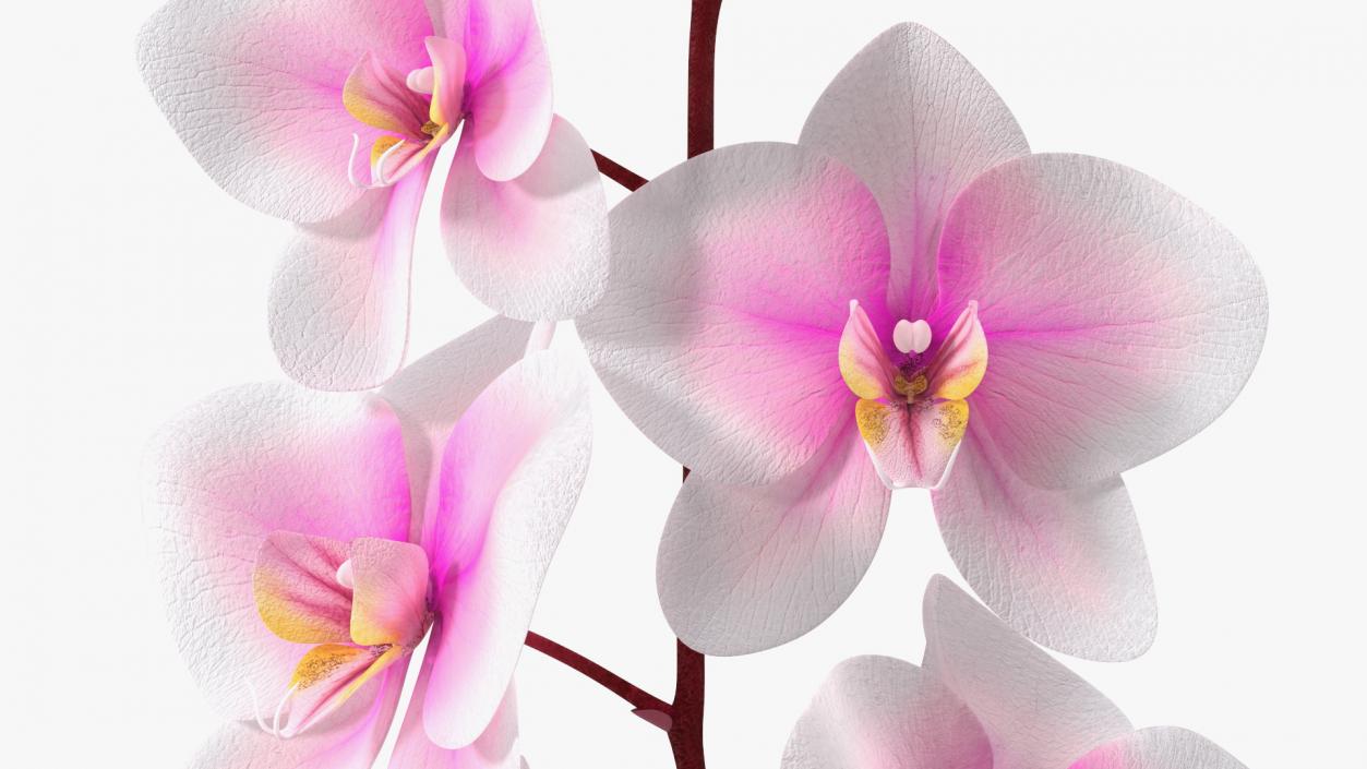 Orchid Collection 2 3D model