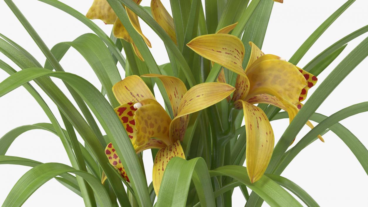 Orchid Collection 2 3D model