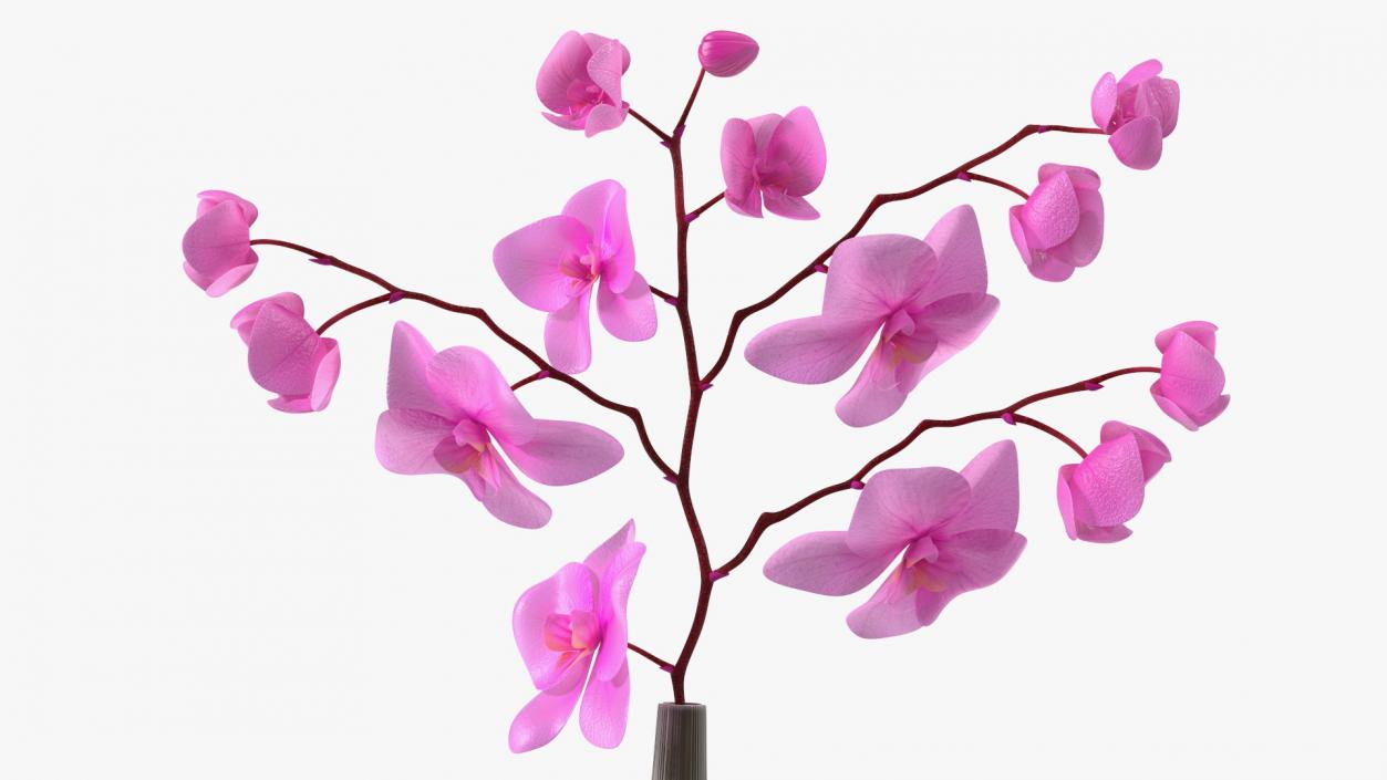 Orchid Collection 2 3D model