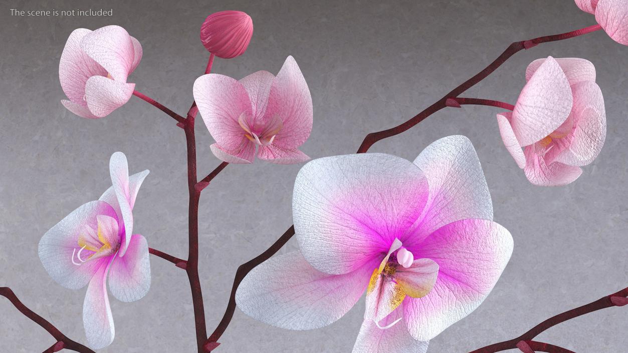 Orchid Collection 2 3D model