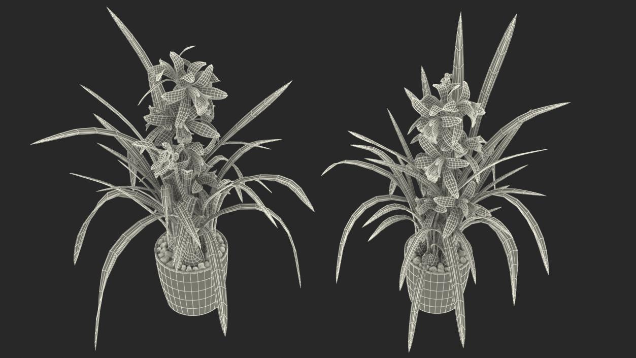 Orchid Collection 2 3D model