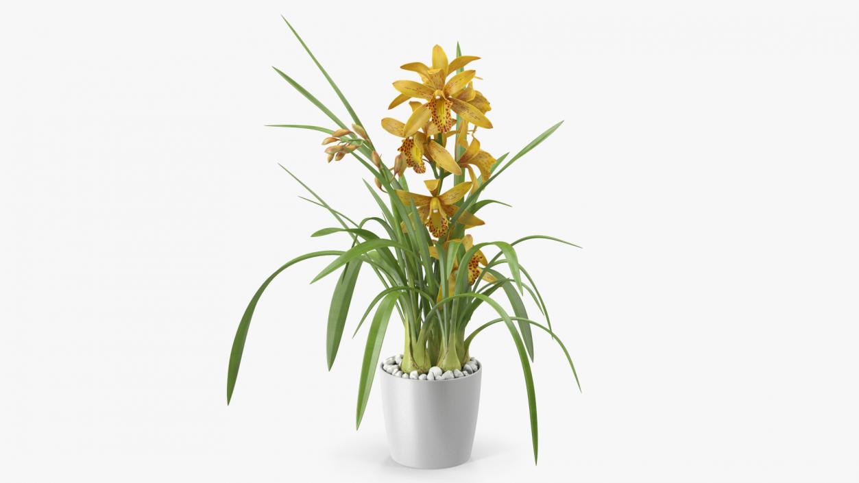 Orchid Collection 2 3D model