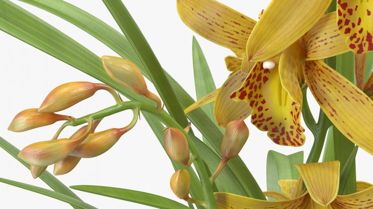 Orchid Collection 2 3D model