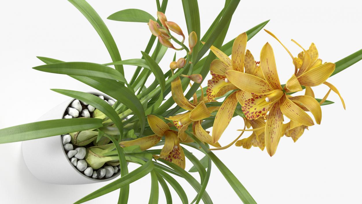 Orchid Collection 2 3D model