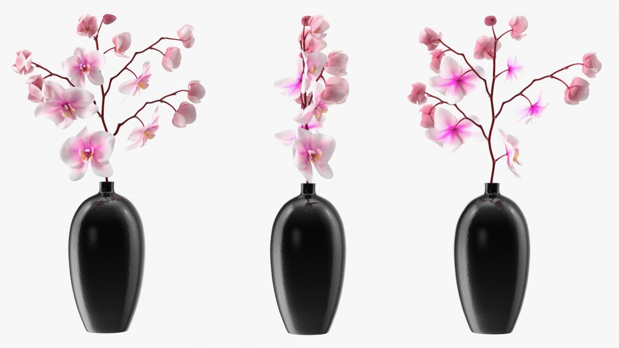 Orchid Collection 2 3D model