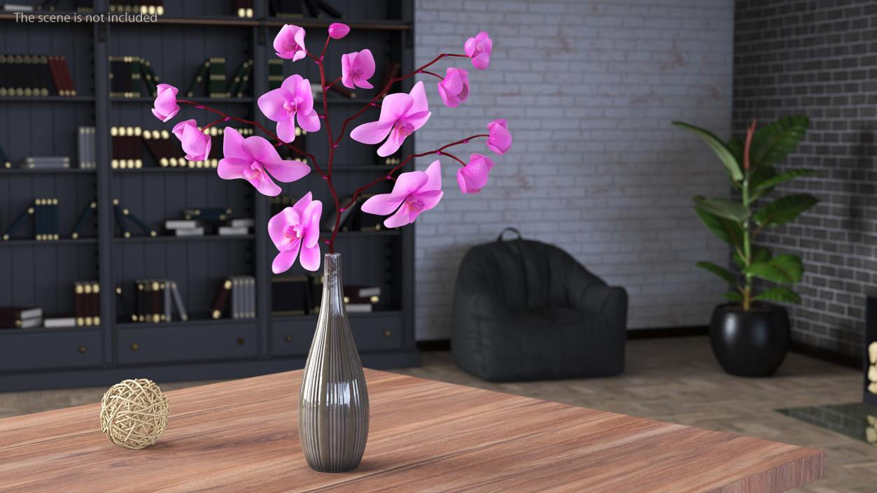 Orchid Collection 2 3D model