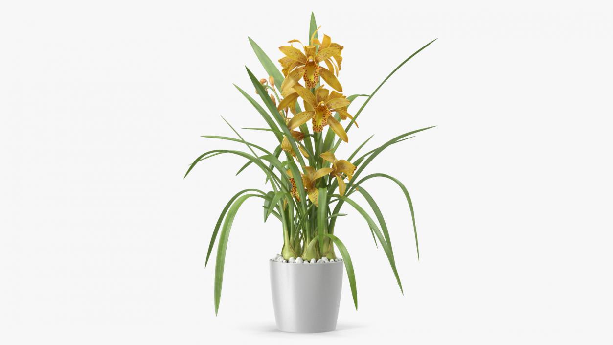 Orchid Collection 2 3D model