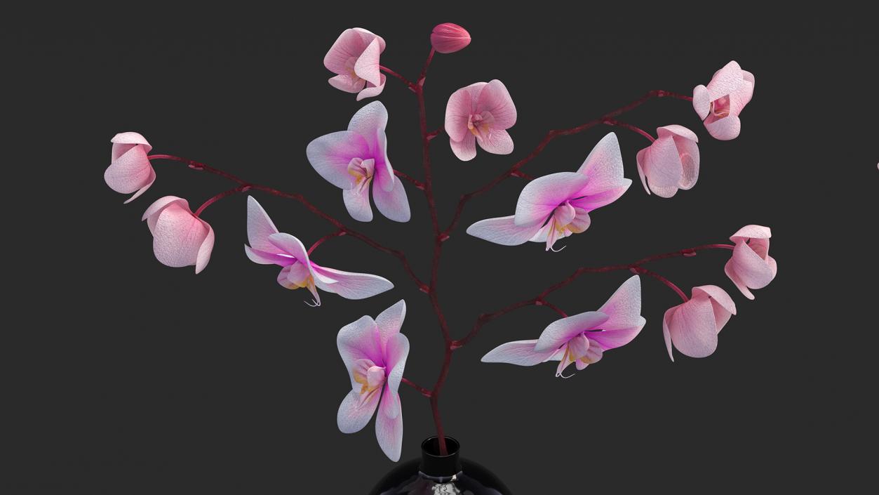 Orchid Collection 2 3D model