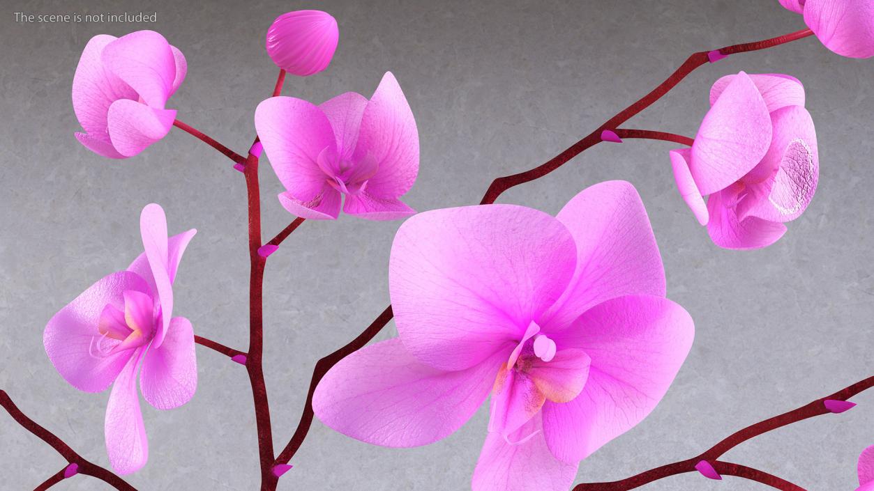 Orchid Collection 2 3D model