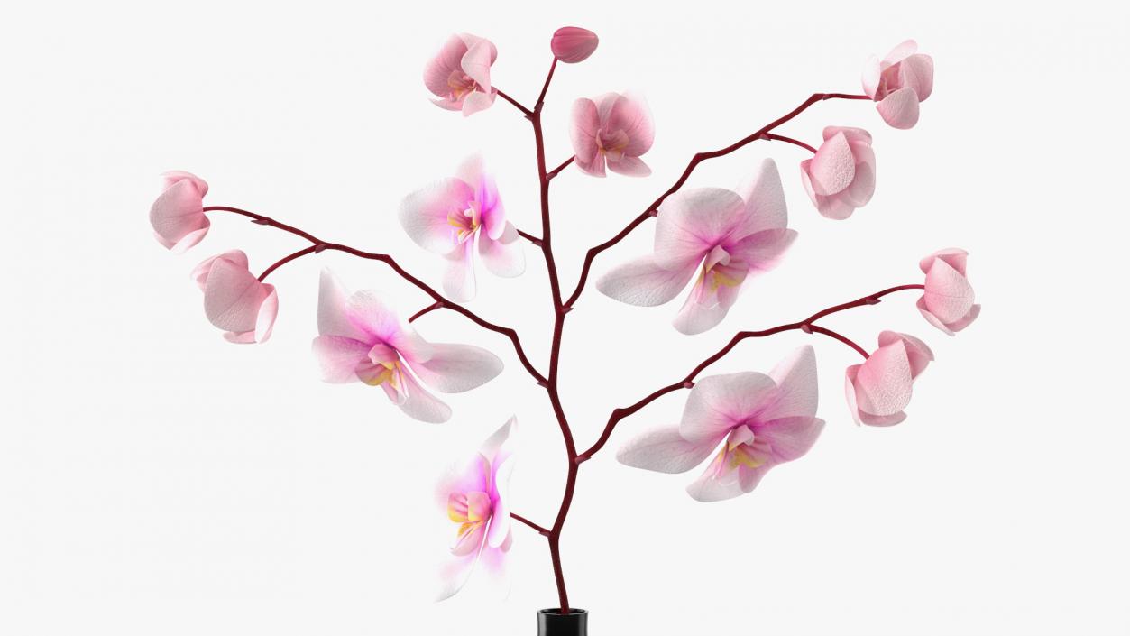 Orchid Collection 2 3D model