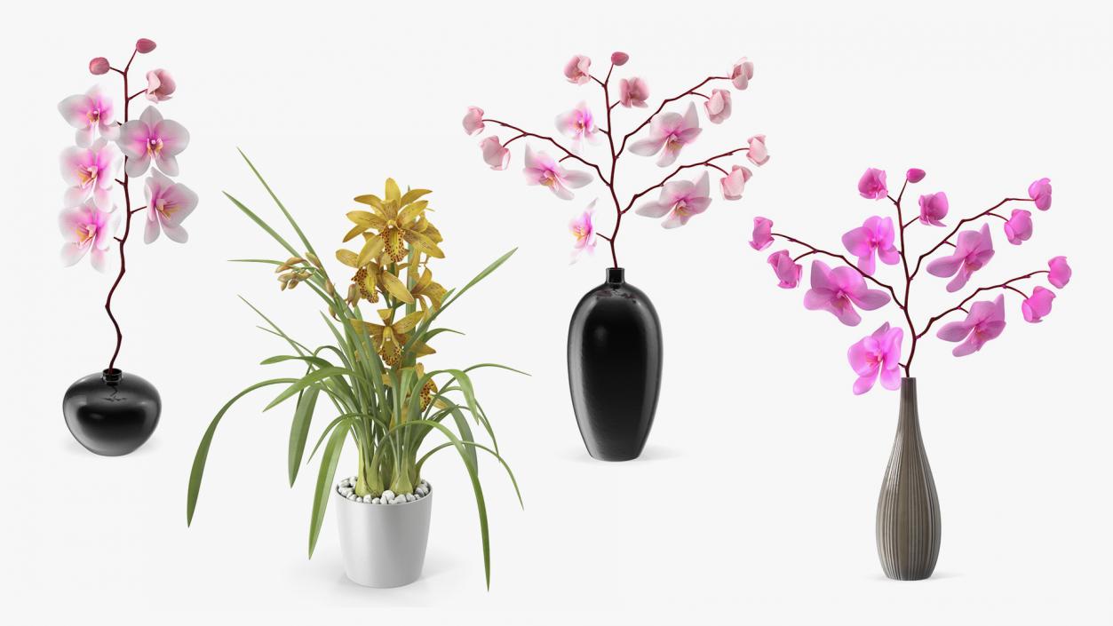 Orchid Collection 2 3D model