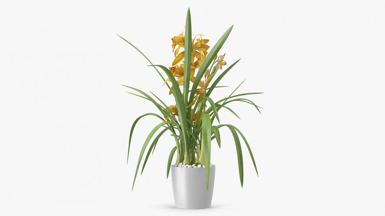 Orchid Collection 2 3D model