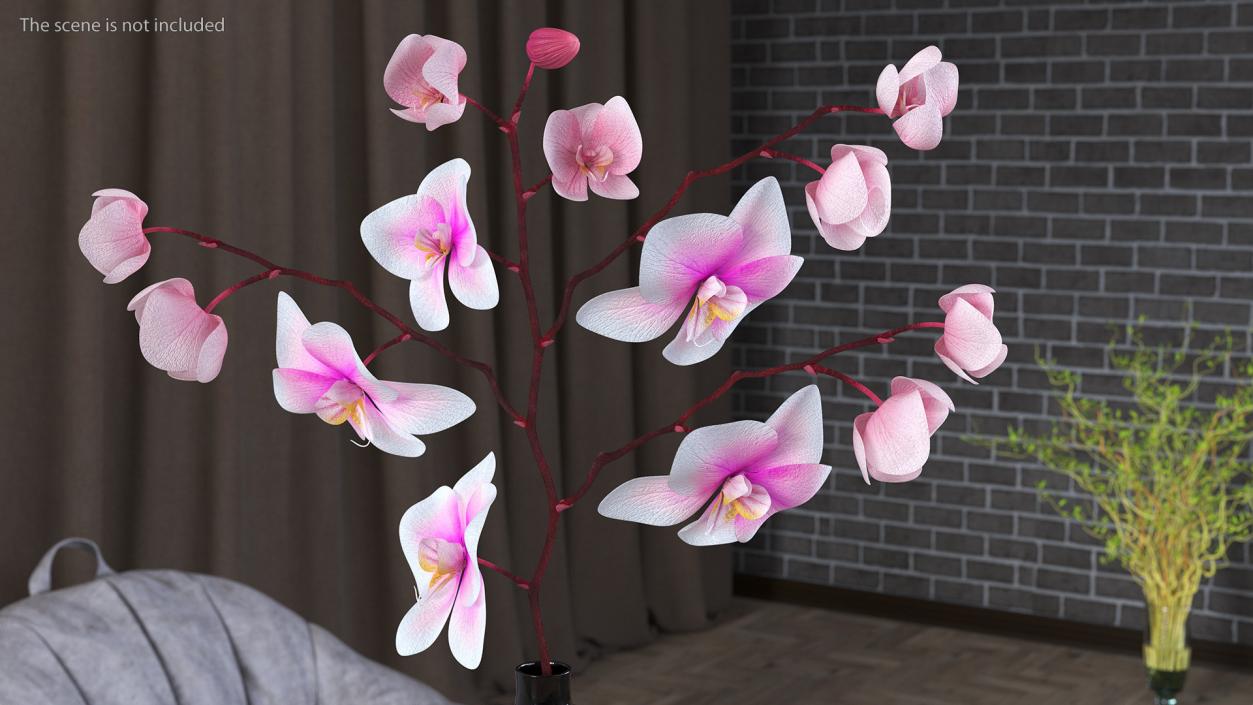 Orchid Collection 2 3D model