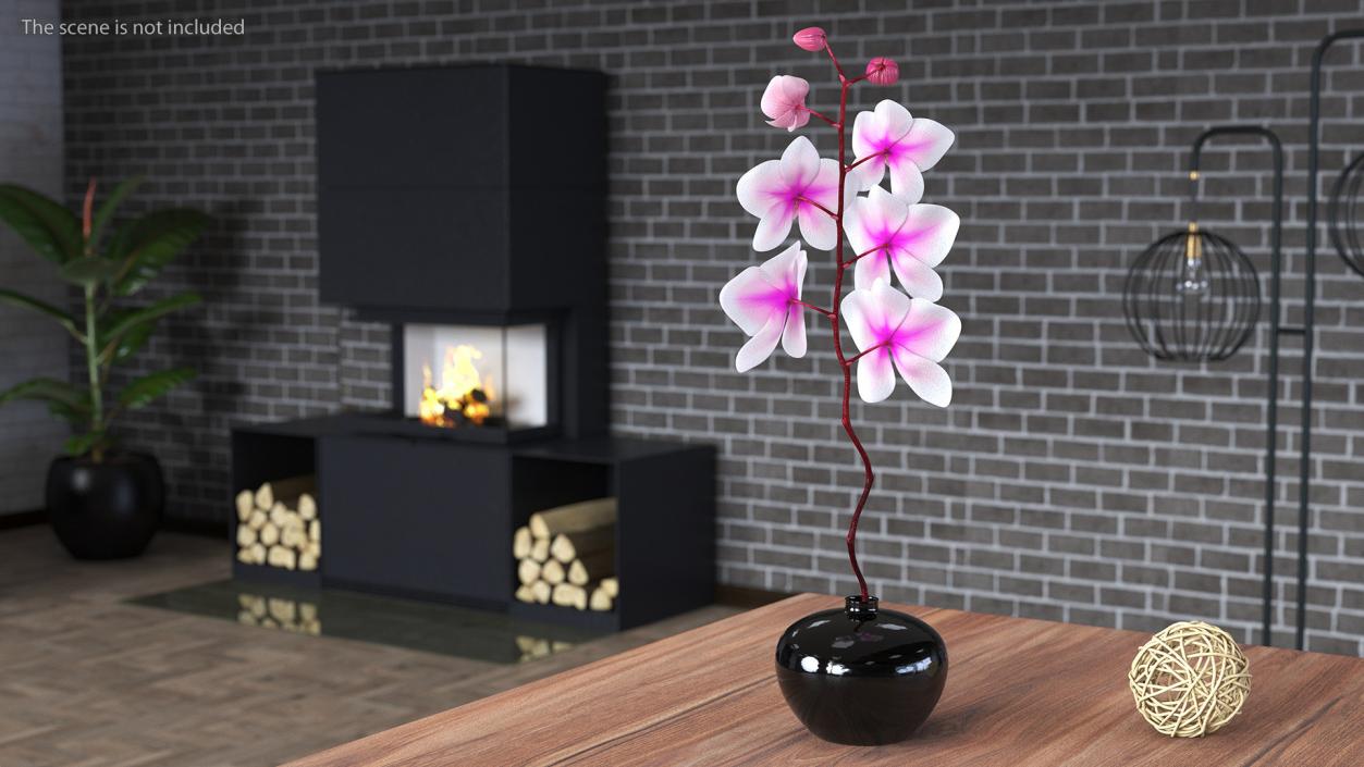 Orchid Collection 2 3D model