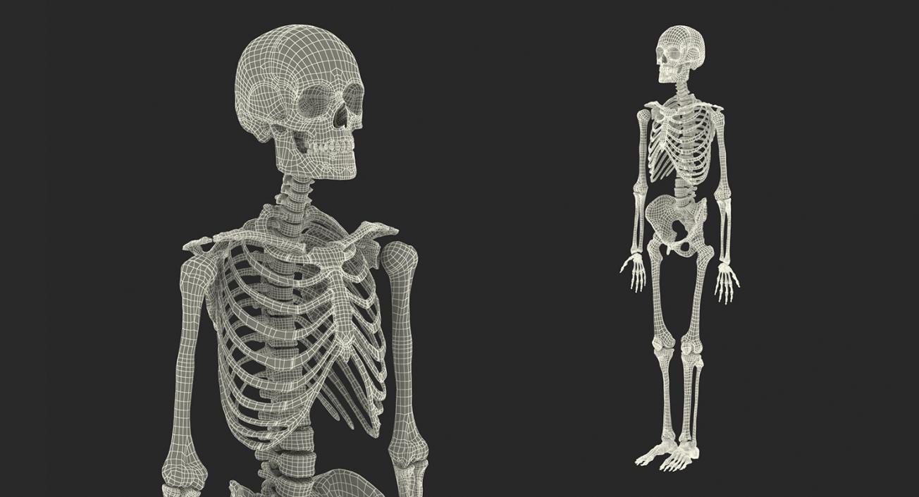 3D Male Anatomy Collection model