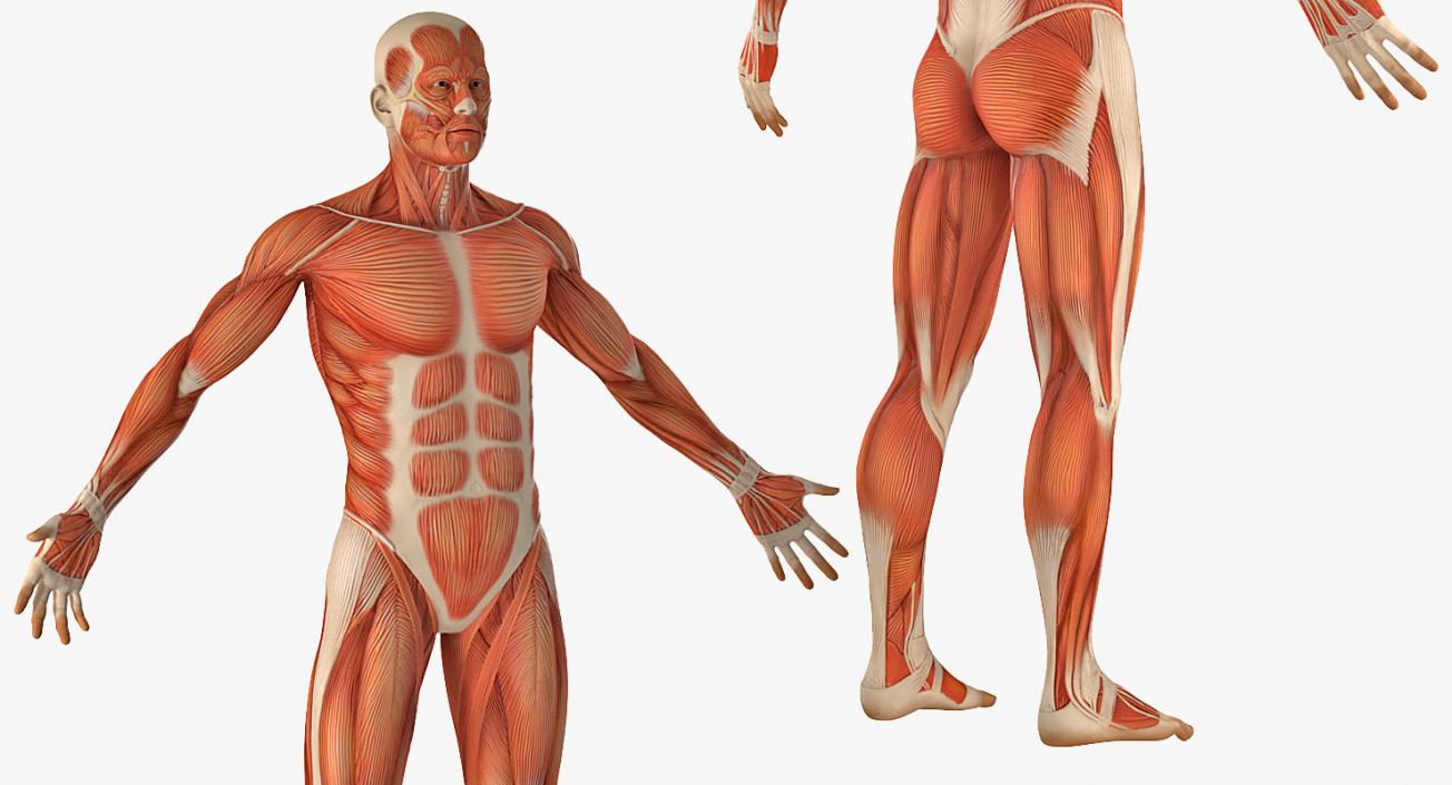 3D Male Anatomy Collection model