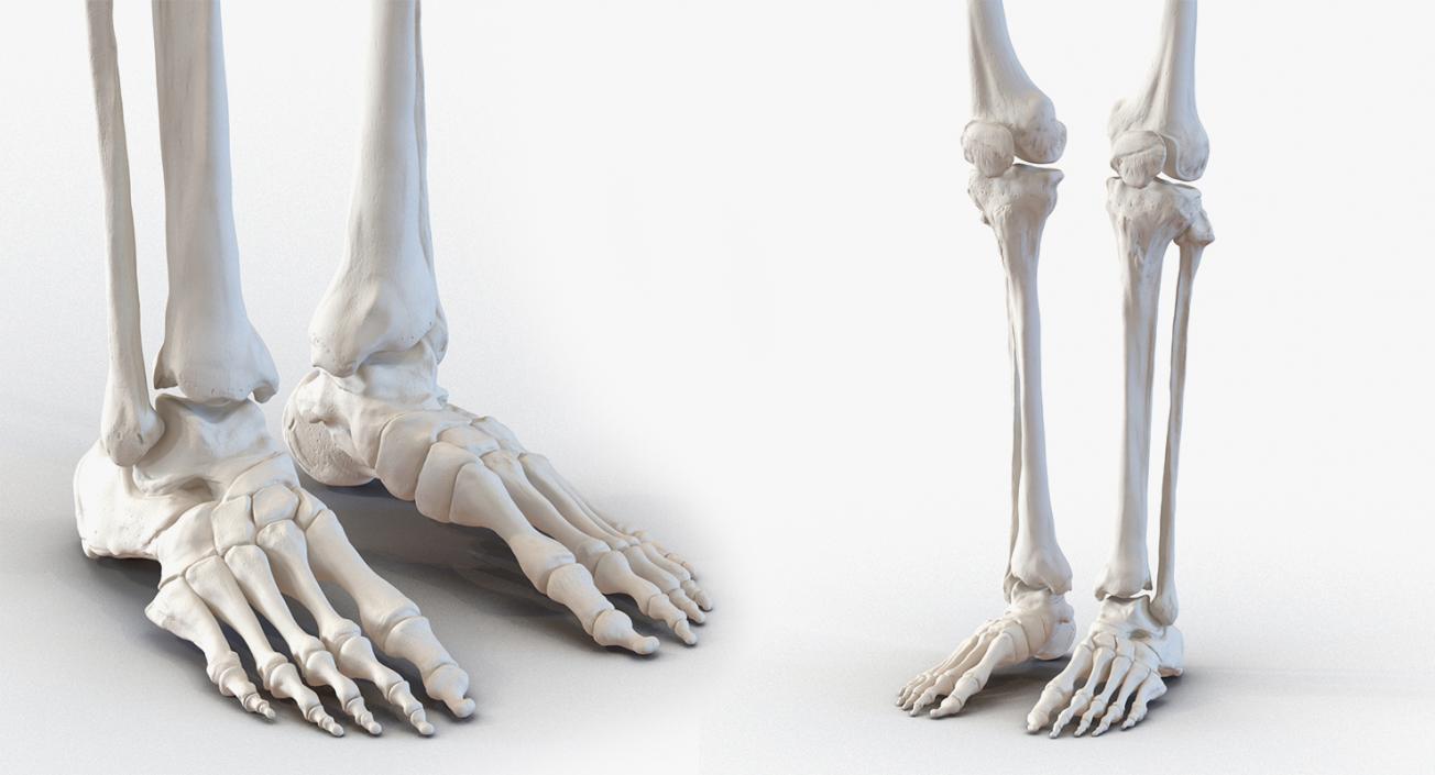 3D Male Anatomy Collection model