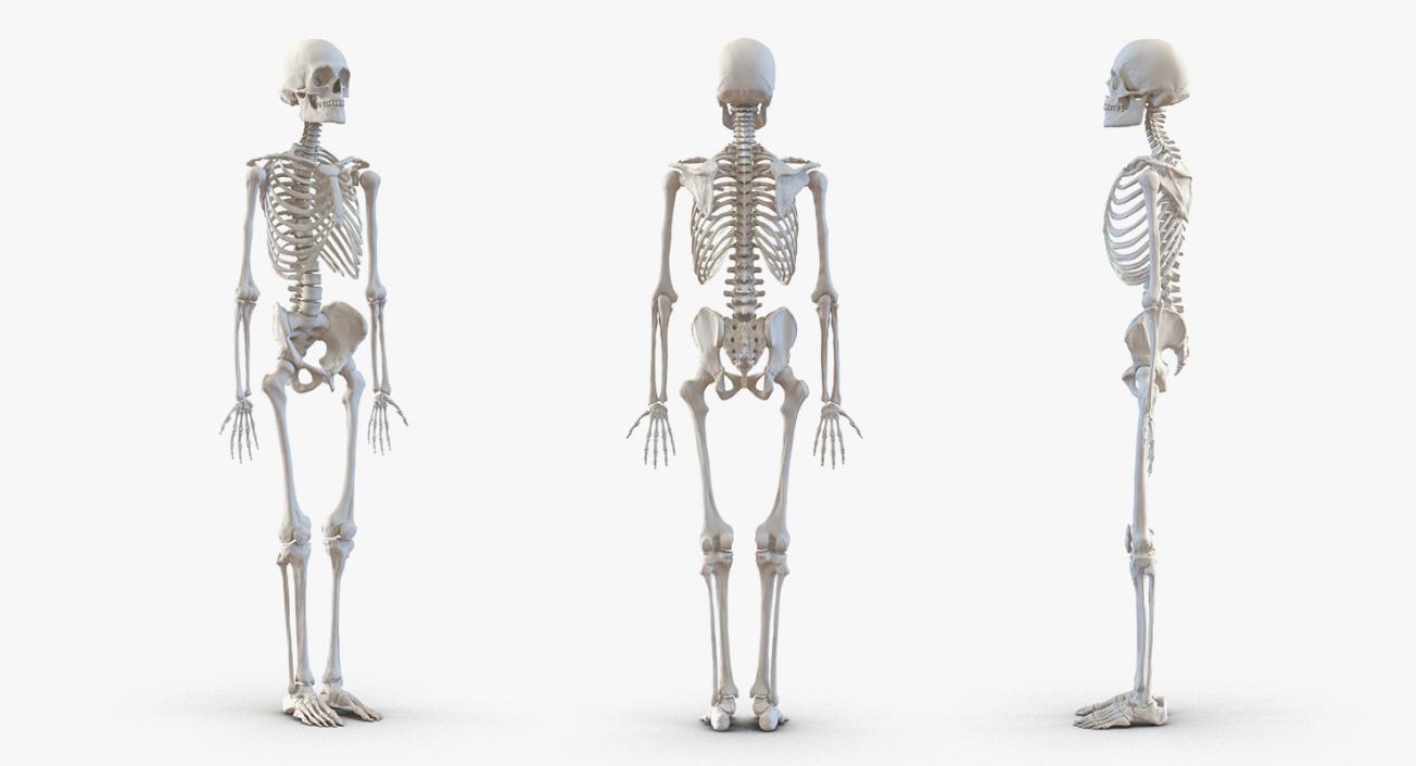 3D Male Anatomy Collection model