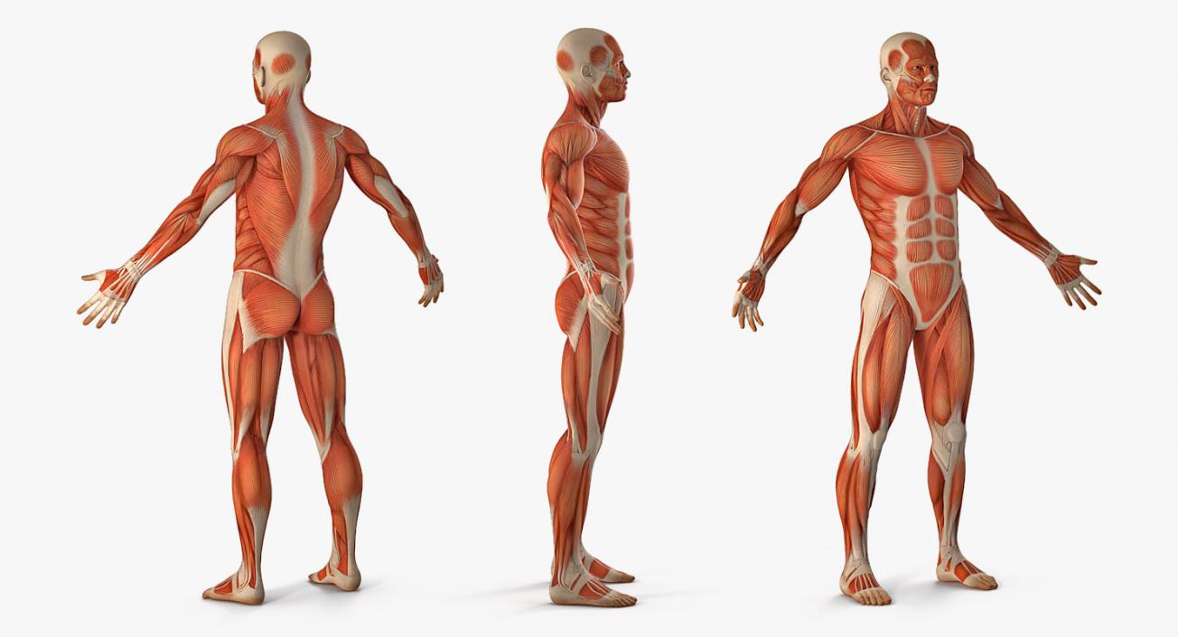 3D Male Anatomy Collection model