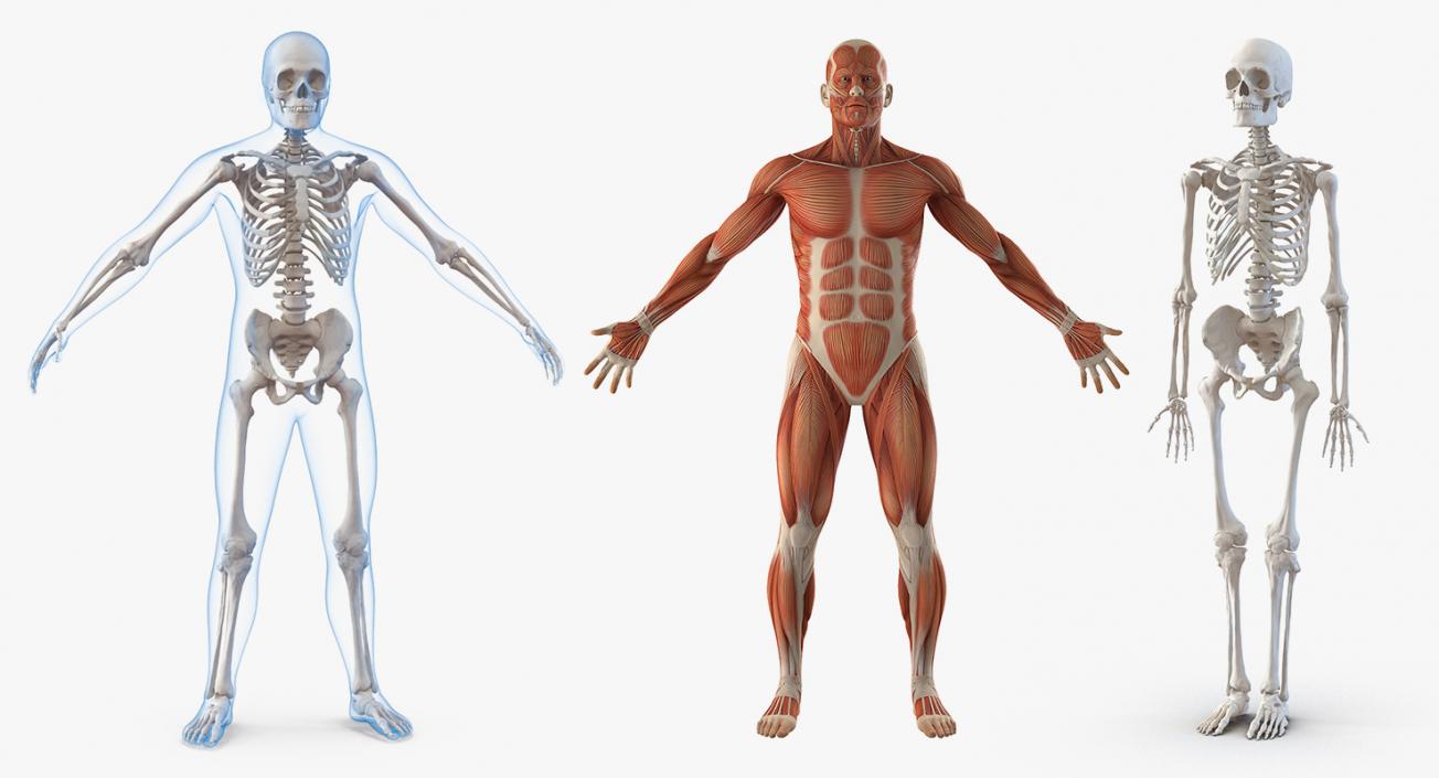 3D Male Anatomy Collection model