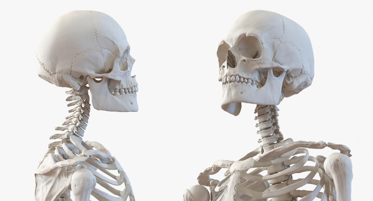 3D Male Anatomy Collection model